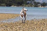WHIPPET 015